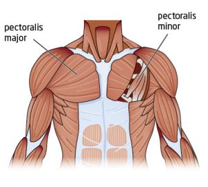 chest-anatomy chest anatomy 300x270 HOW TO PADDLE STRONGER AND LONGER