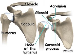 shoulder_anatomy_bones01 shoulder anatomy bones01 300x225 HOW TO PADDLE STRONGER AND LONGER