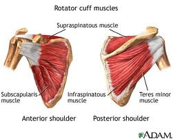 rcuff Surf Shoulders   Rotator Cuff Training