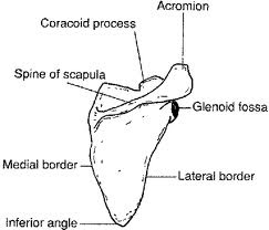 scapula Surf Shoulders   Rotator Cuff Training