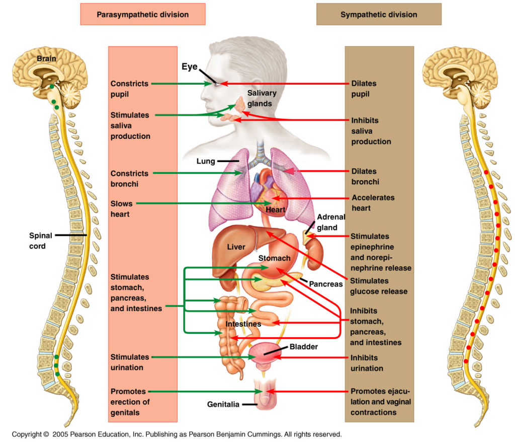 sympatheticvsparasympatheticeffects