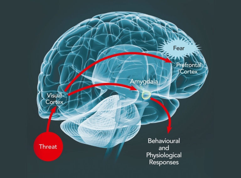 Overcome surf fear – brain