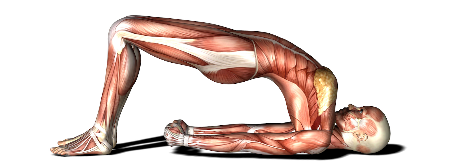 improve your surf flexibility improve your surf flexibility