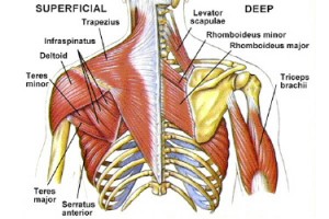 Should and Back Anatomy