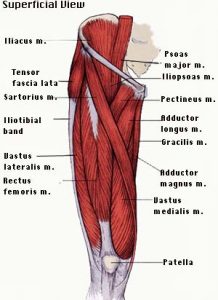 Muscles_of_thigh_and_the_hip