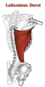 latissimus-dorsi