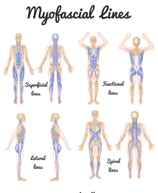 Surfing Stretches Full Body Flexibility